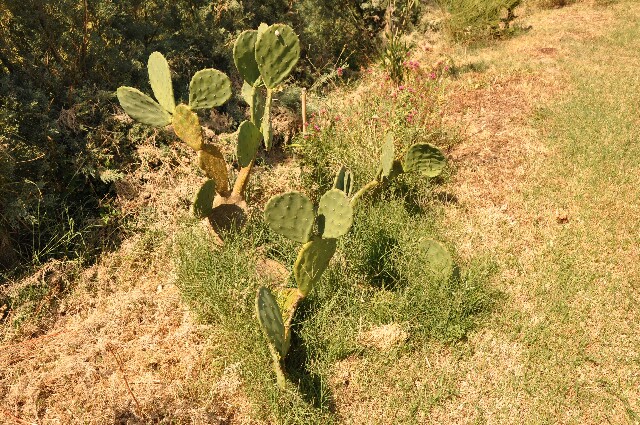 min 2009 08 18 ostra 118